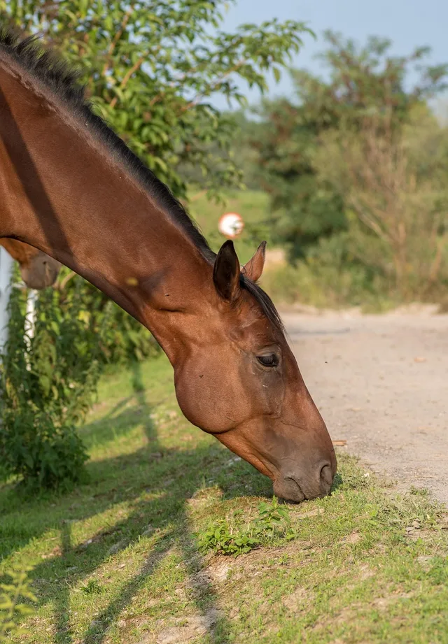 häst, natur, halsen på hästen, brun häst, horse the band, hästen på catwalken, en häst som äter gräs, huvudet av en häst. Budget och styrning för sökannonsering: så undviker du överutgifter
