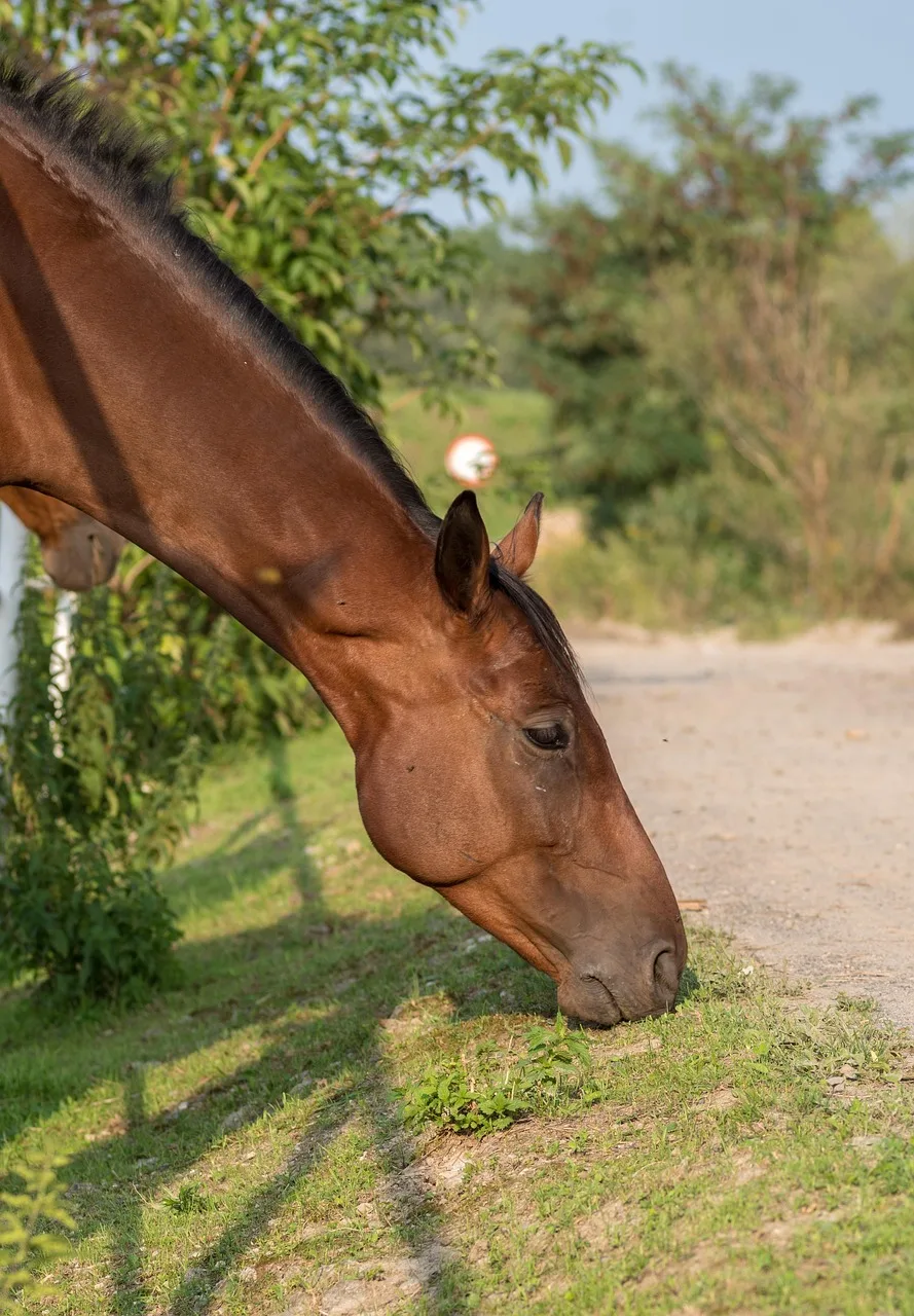 häst, natur, halsen på hästen, brun häst, horse the band, hästen på catwalken, en häst som äter gräs, huvudet av en häst