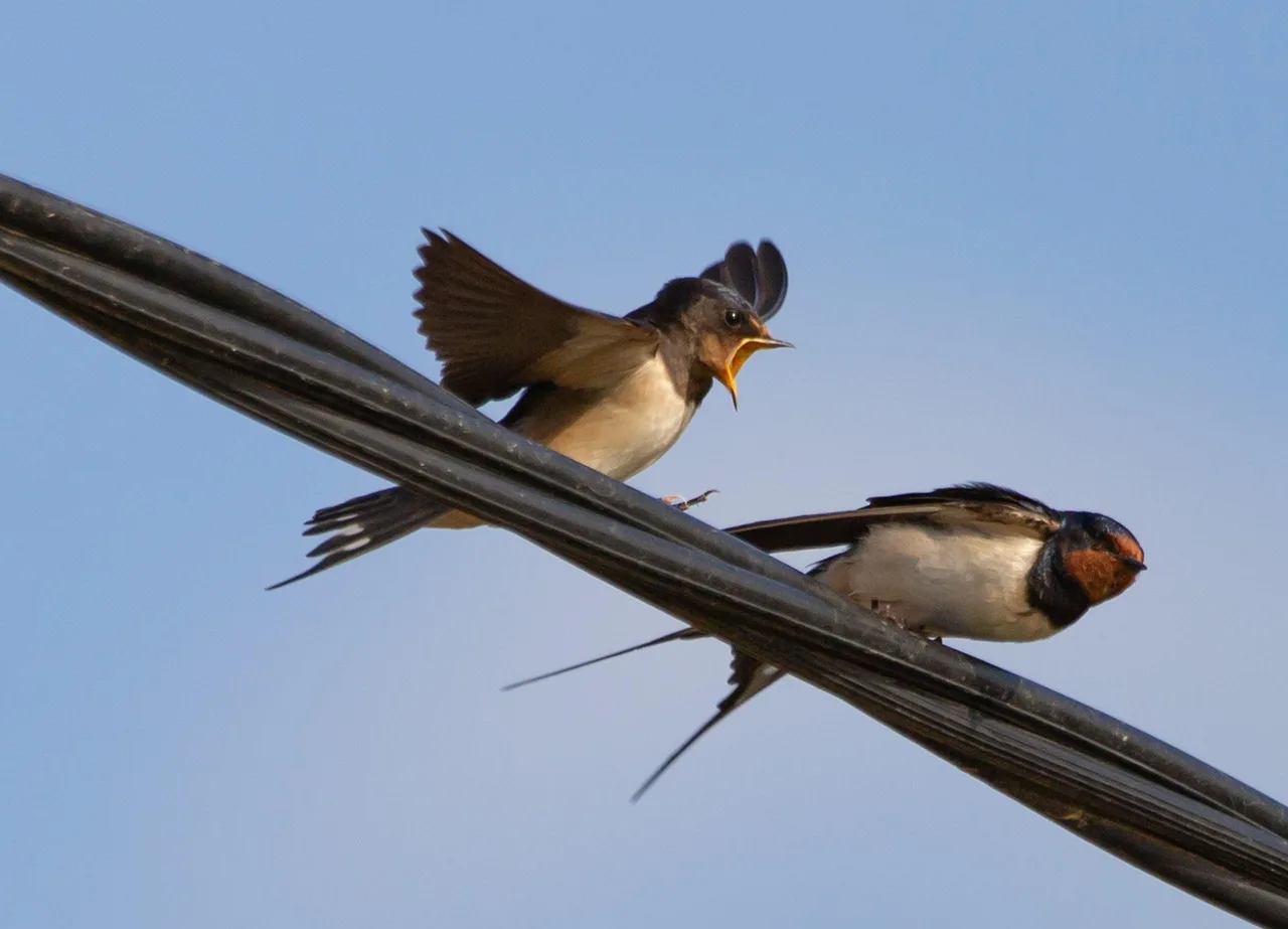 svälja på en tråd, sommaren fågel, fågel på en tråd, snabb, natur, vilar, fågel, martin, zoologi, silhuett, ornitologi, sväljer, birds on a wire, skrikande, kvinnor, rolig